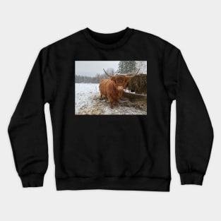 Young Highland  Cattle Cow and half eaten hay bale on a feeder Crewneck Sweatshirt